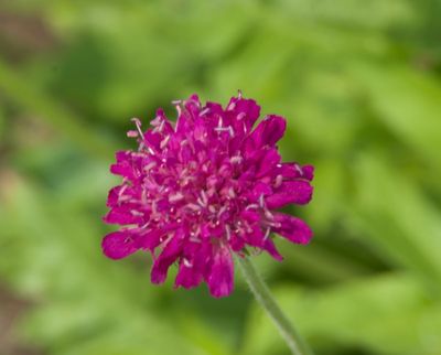 macrophotographies_fleurs_et_arbres_2014_2015_