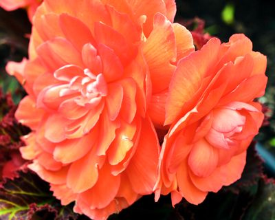 DSCF1247.jpg