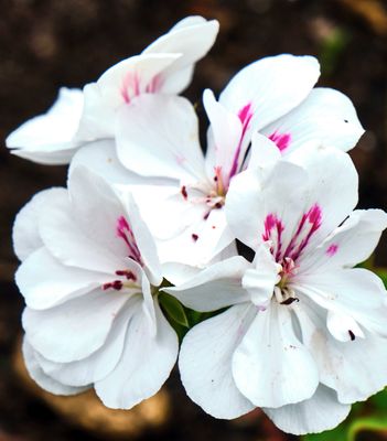 DSCF1288.jpg