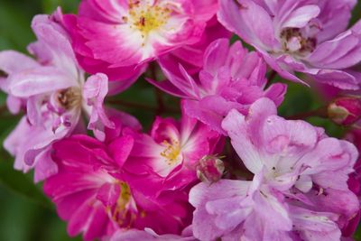 macrophotographies_fleurs_et_arbres_2014_2015_