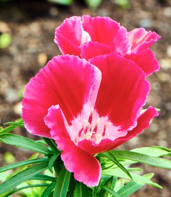 macrophotographies_fleurs_et_arbres_2014_2015_