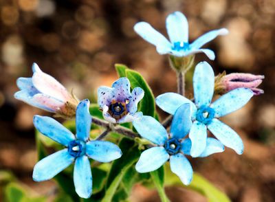 macrophotographies_fleurs_et_arbres_2014_2015_