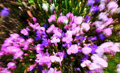 macrophotographies_fleurs_et_arbres_2014_2015_
