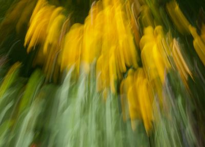 macrophotographies fleurs et arbres 2014 2015 