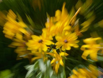 macrophotographies_fleurs_et_arbres_2014_2015_