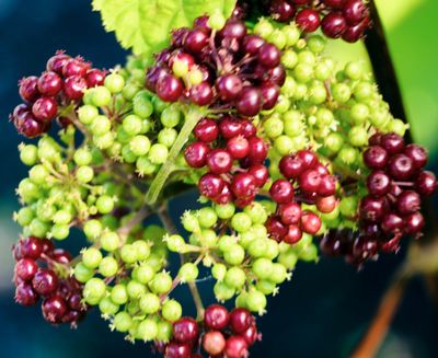 DSCF1581.jpg