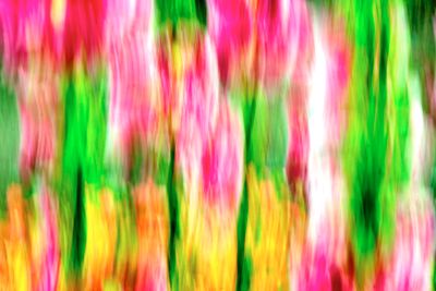 macrophotographies_fleurs_et_arbres_2014_2015_