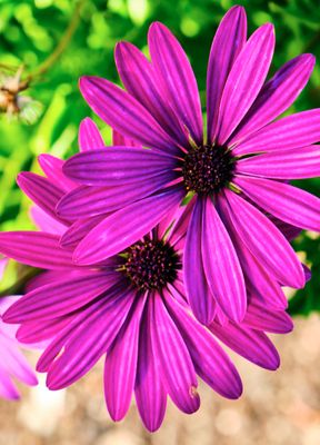 macrophotographies_fleurs_et_arbres_2014_2015_