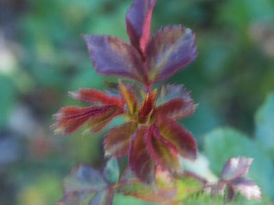 macrophotographies_fleurs_et_arbres_2014_2015_