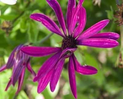 macrophotographies fleurs et arbres 2014 2015 
