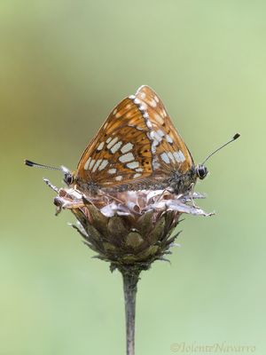 Sleutelbloemvlinder - Duke of Burgundy - Hamearis lucina