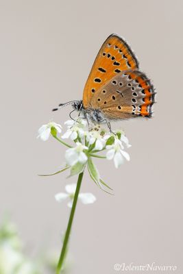 Blauwe Vuurvlinder - Violet Copper - Lycaena helle