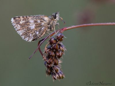 Aardbeivlinder - Grizzled Skipper - Pyrgus malvae
