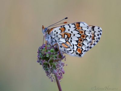 Veldparelmoervlinder - Melitaea Cinxia - Glanville fritillary