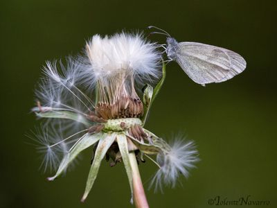 Boswitje - Wood White - Leptidea sinapis