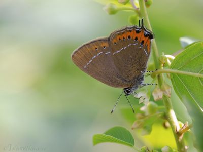 Pruimenpage - Black Hairstreak - Satyrium pruni