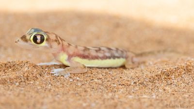 Woestijngekko - Namib Dune Gecko - Pachydactylus rangei