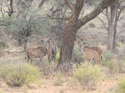 Grote Koedoe - Greater Kudu - Tragelaphus strepsiceros