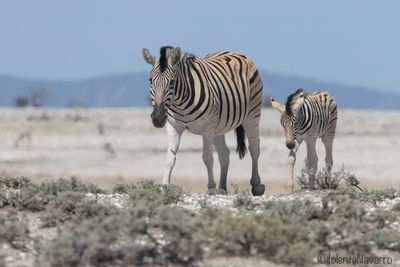 Steppezebra - Plains Zebra - Equus quagga
