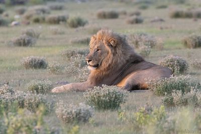 Leeuw - Lion - Panthera leo