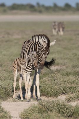 Steppezebra - Plains Zebra - Equus quagga