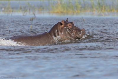 Nijlpaard - Common Hippopotamus - Hippopotamus amphibius