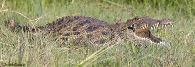 Nijlkrokodil -  Nile Crocodile -  Crocodylus niloticus