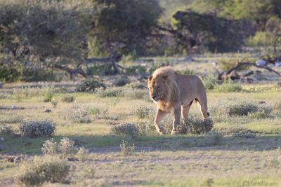 Leeuw - Lion - Panthera leo