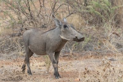 Knobbelzwijn - Common Warthog  - Phacochoerus africanus