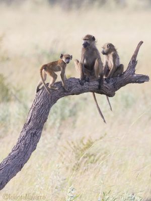 Kaapse Baviaan - Chacma Baboon - Papio ursinus