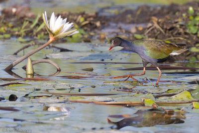 Afrikaans Purperhoen - Allen's Gallinule - Porphyrio alleni