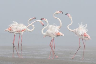 Flamingo - Greater Flamingo - Phoenicopterus roseus