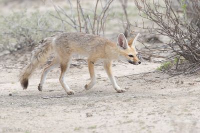 Kaapse Vos - Cape Fox - Vulpes chama