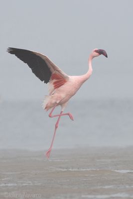 Kleine Flamingo - Lesser Flamingo - Phoeniconaias minor