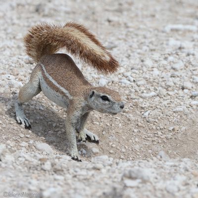 Afrikaanse Grondeekhoorn - Striped Ground Squirrel - Xerus