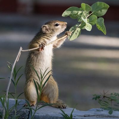 Boomeekhoorn -  Smith's Bush Squirrel - Paraxerus cepapi