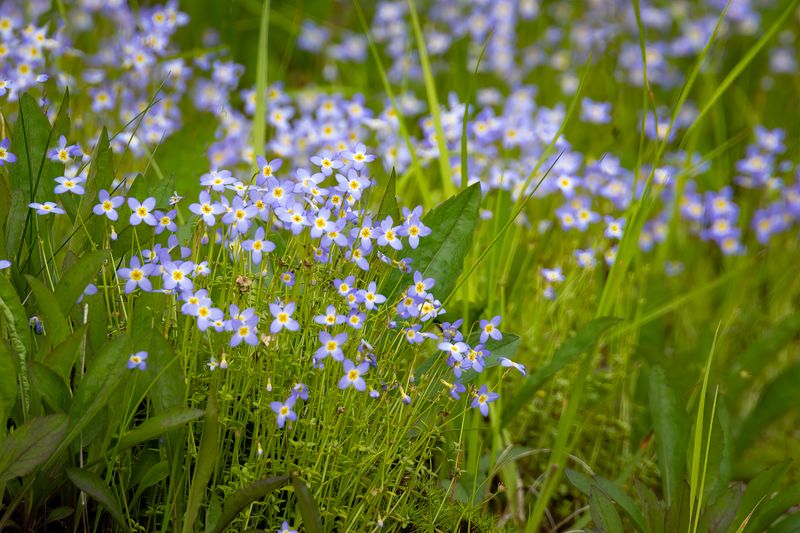 Bluets