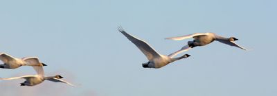 Trumpeter Swans flying at sunset