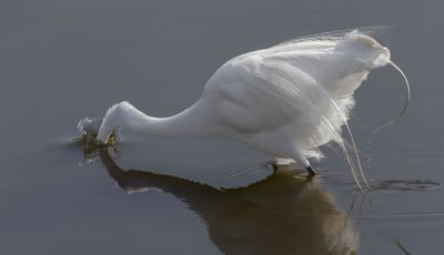 Great Egret