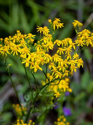 Golden Ragwort