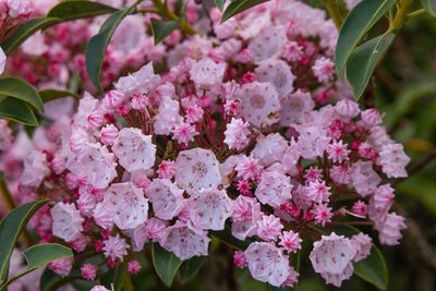 Mountain Laurel