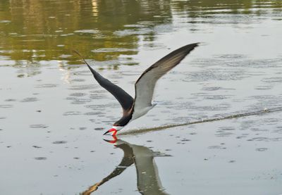 Black Skimmer trying to catch small fish