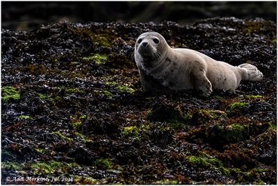 Grey seal