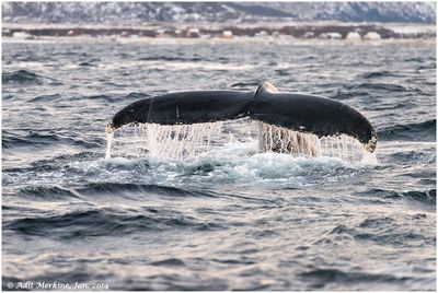 Humbpack whale/Fin whale