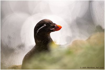 Parakeet auklet