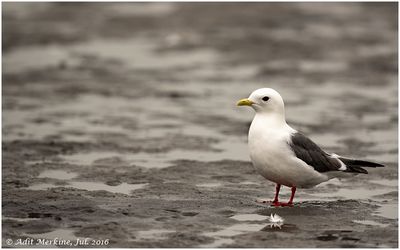 Red-legged kittiwake