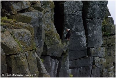 Tuftted puffin