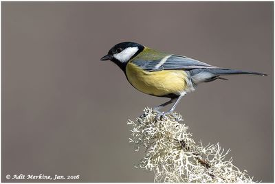 Great tit