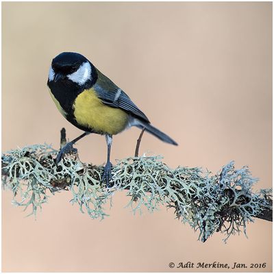 Great tit