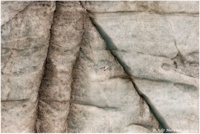 Black_legged_kittiwake